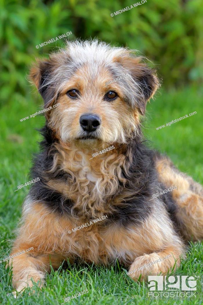 Bosnian Coarse Haired Hound Or Barak Dog Canis Lupus Familiaris Mongrel Portrait Tyrol Austria Stock Photo Picture And Rights Managed Image Pic Ibr 4404305 Agefotostock