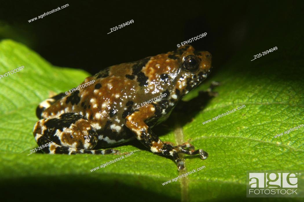 Stock Photo: Name: Narrow Mouthed Frog (Ramanella sp. ) Location: Amboli, Maharashtra.