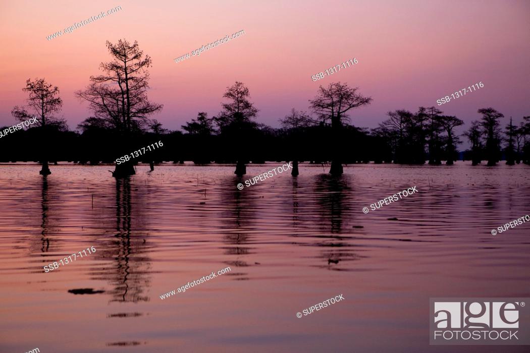 Stock Photo: Reflection of Bald Cypress trees in a lake, Caddo Lake, Texas, USA.