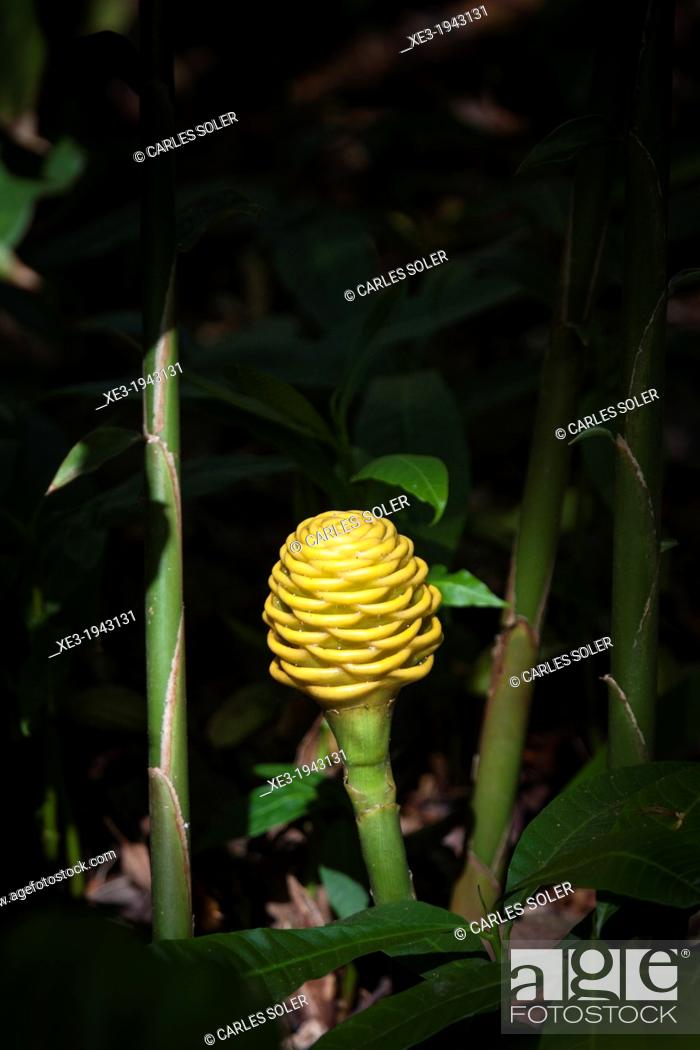 Stock Photo: Beehive Ginger plant, Oahu, Hawaii.