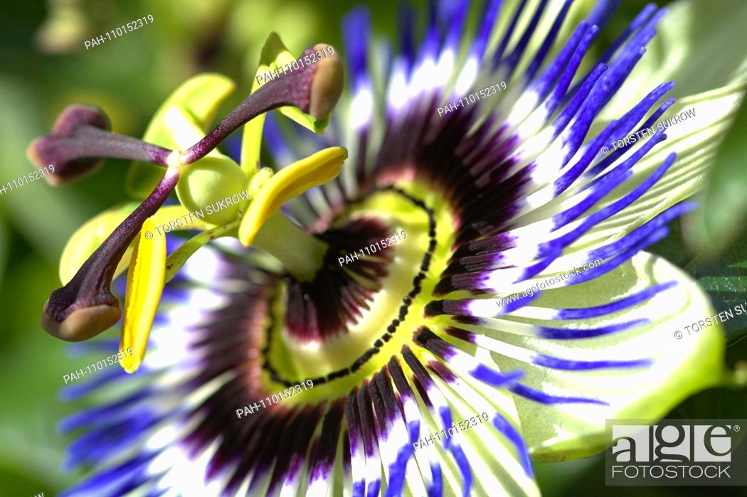 Stock Photo: A flowering blue passionflower (Passiflora caerulea) on a beautiful day in early autumn in the Bible Garden in Schleswig.