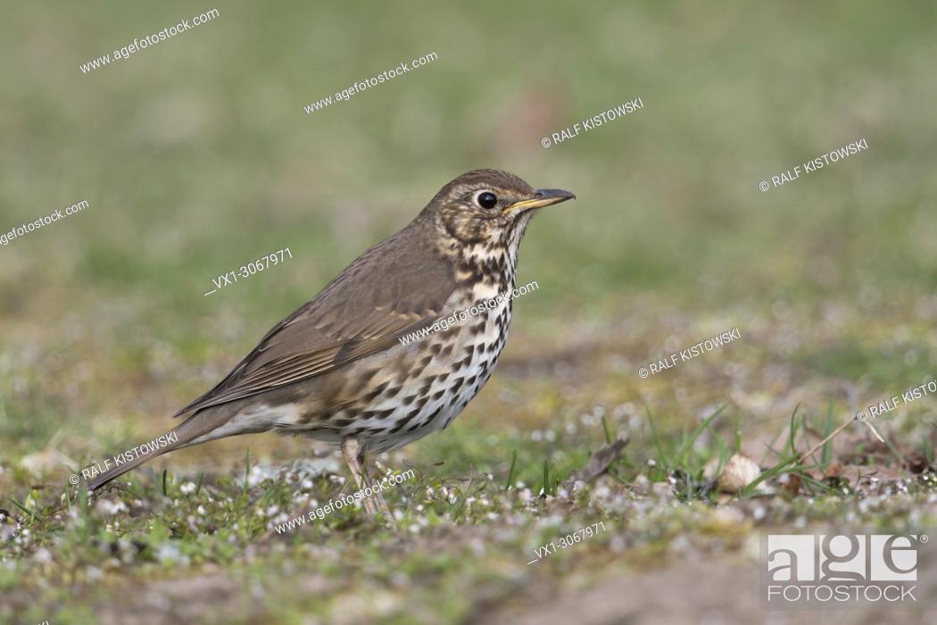 Stock Photo: Song Thrush ( Turdus philomelos ), during spring migration, sitting on the ground, searching for food, attentive, unobtrusive, wildlife, Europe.