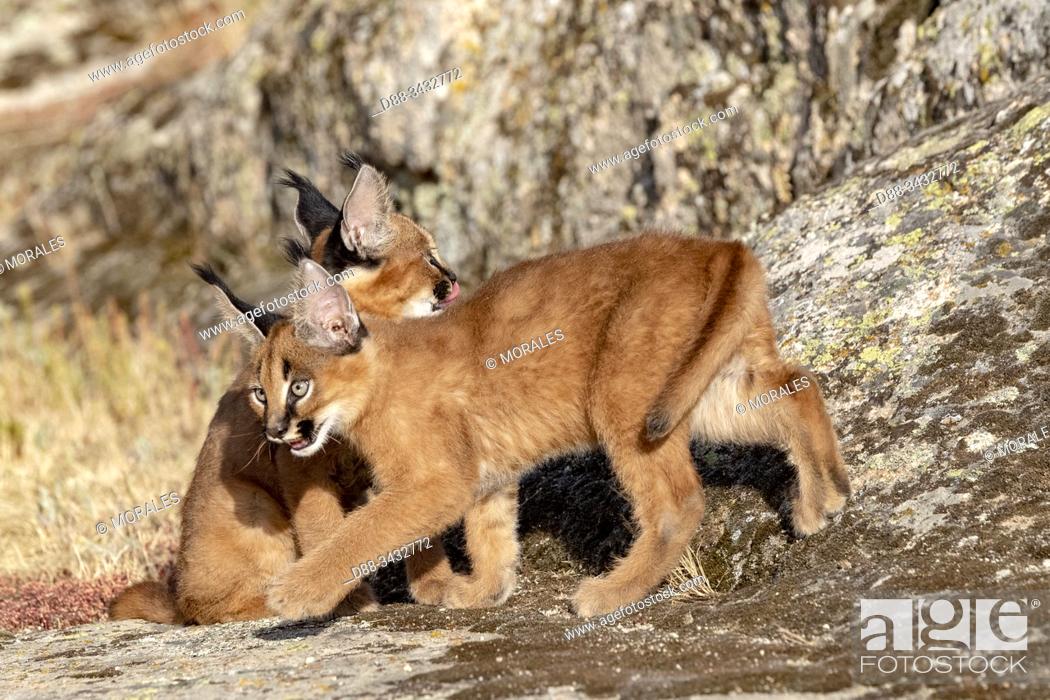 Stock Photo: Caracal (Caracal caracal), Occurs in Africa and Asia, Young animals 9 weeks old, on the rocks, Captive.