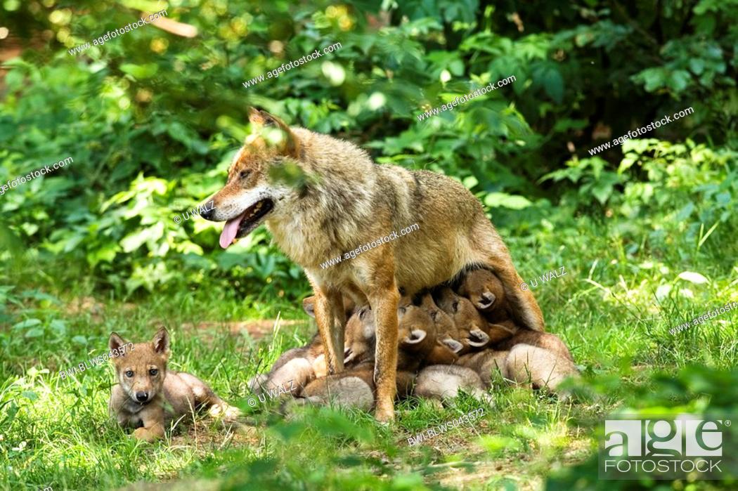 Stock Photo: European gray wolf Canis lupus lupus, nursing wolf with cubs.