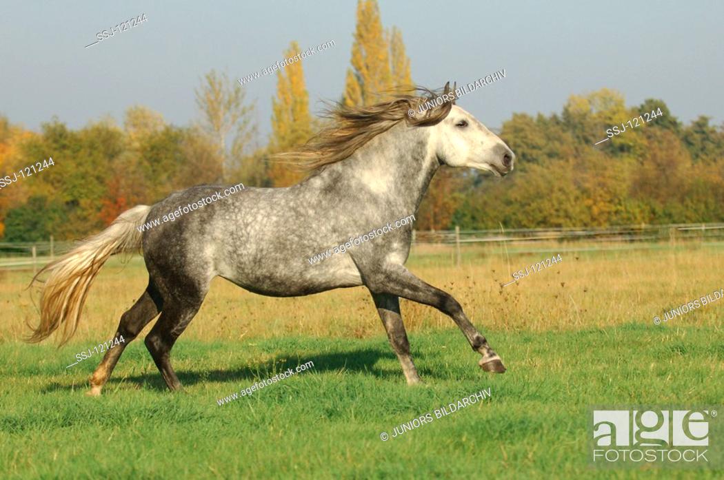 Stock Photo: Barb horse - galloping on meadow.