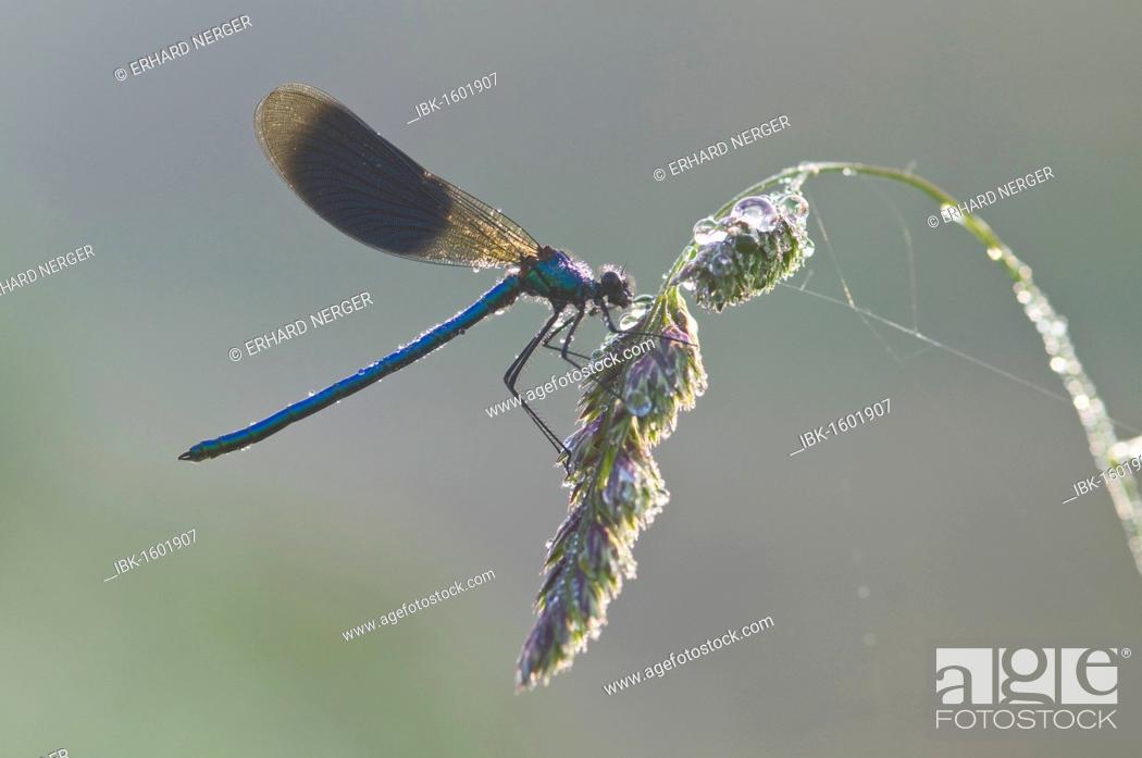 Stock Photo: Banded demoiselle (Calopteryx splendens), male.