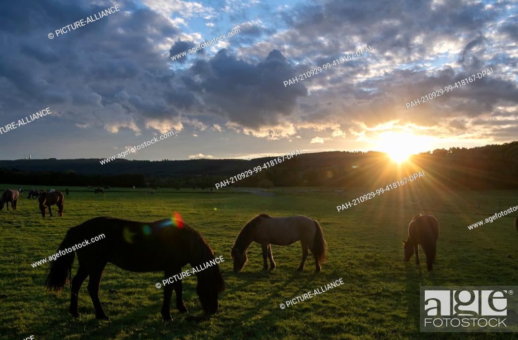 Stock Photo: 29 September 2021, Hessen, Wehrheim: Horses grazing in the light of the setting sun in their paddock in the Taunus. In the coming days.