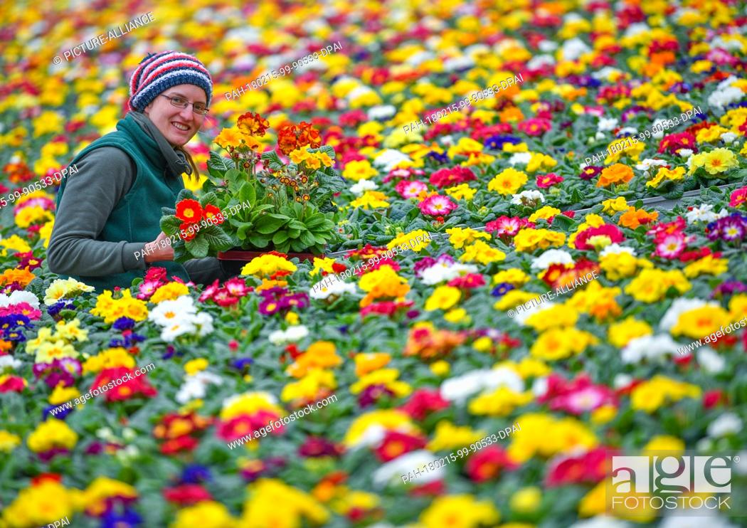 Stock Photo: Gardener Simone Rost shows blooming primroses in a greenhouse of the Fontana gardening company in Manschnow, Germany, 15 February 2018.