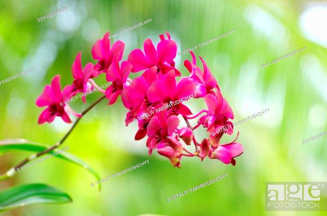 Stock Photo: beautiful orchid.