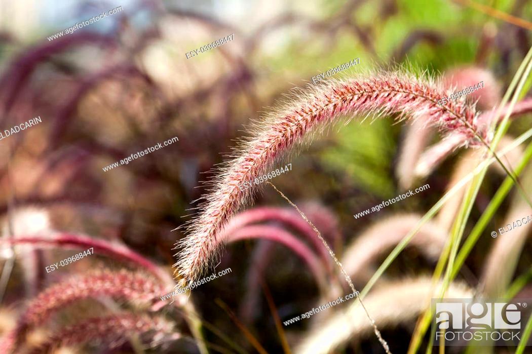 Stock Photo: Foxtail grass flower on the blurry background of a whole field of this plant.