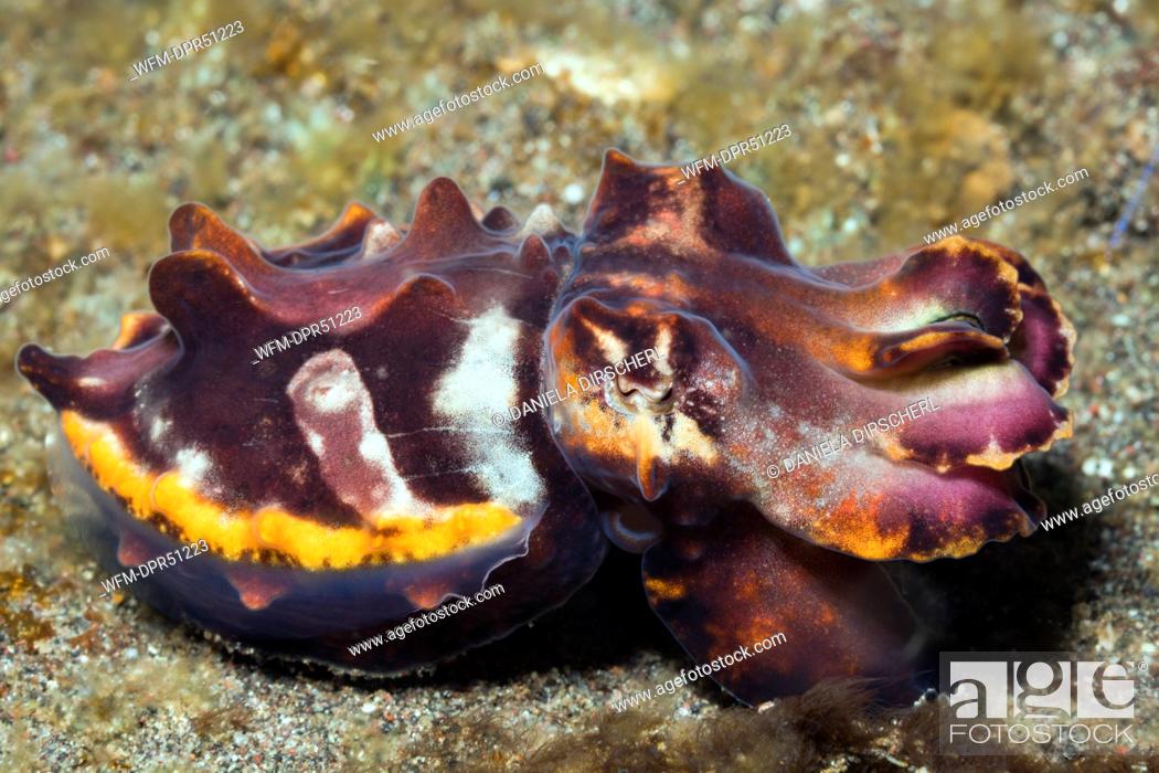 Stock Photo: Flamboyant Cuttlefish, Metasepia pfefferi, Lembeh Strait, Sulawesi, Indonesia.