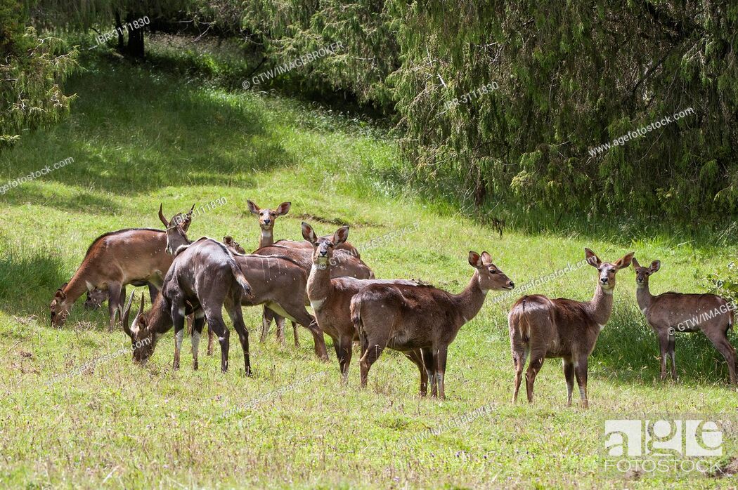 Stock Photo: Herd of Mountain Nyalas or Balboks (Tragelaphus buxtoni), Bale Mountains, Ethiopia.