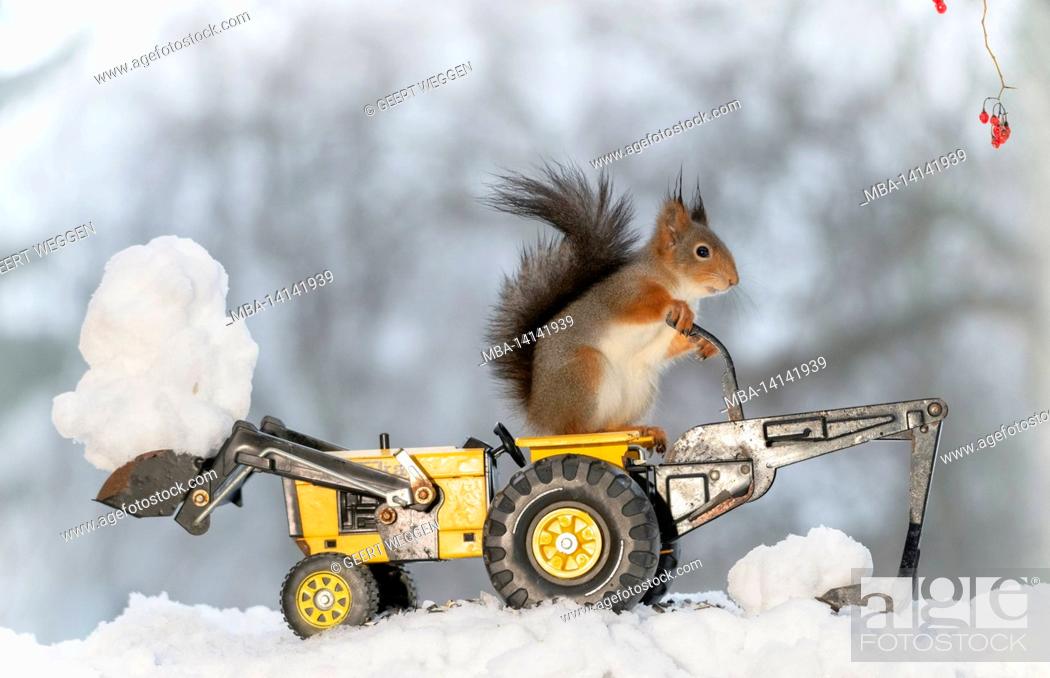Stock Photo: red squirrel is standing on a snowplough tractor.