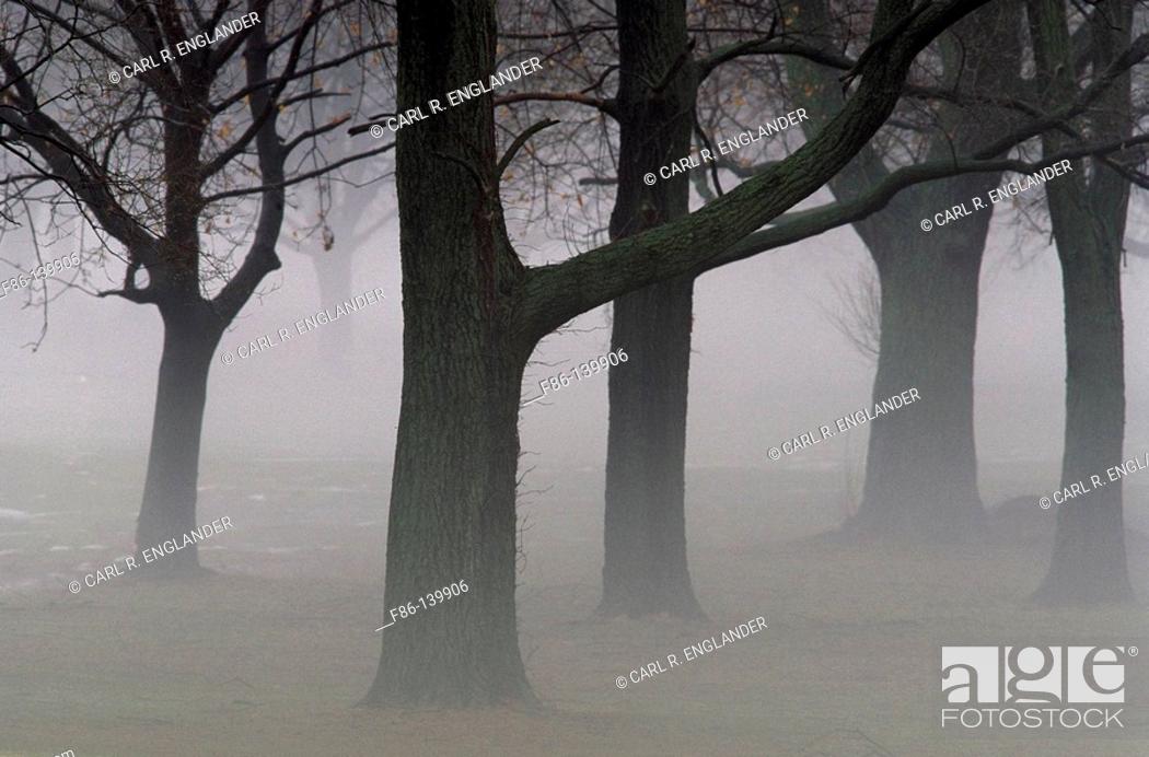 Stock Photo: Trees in fog.