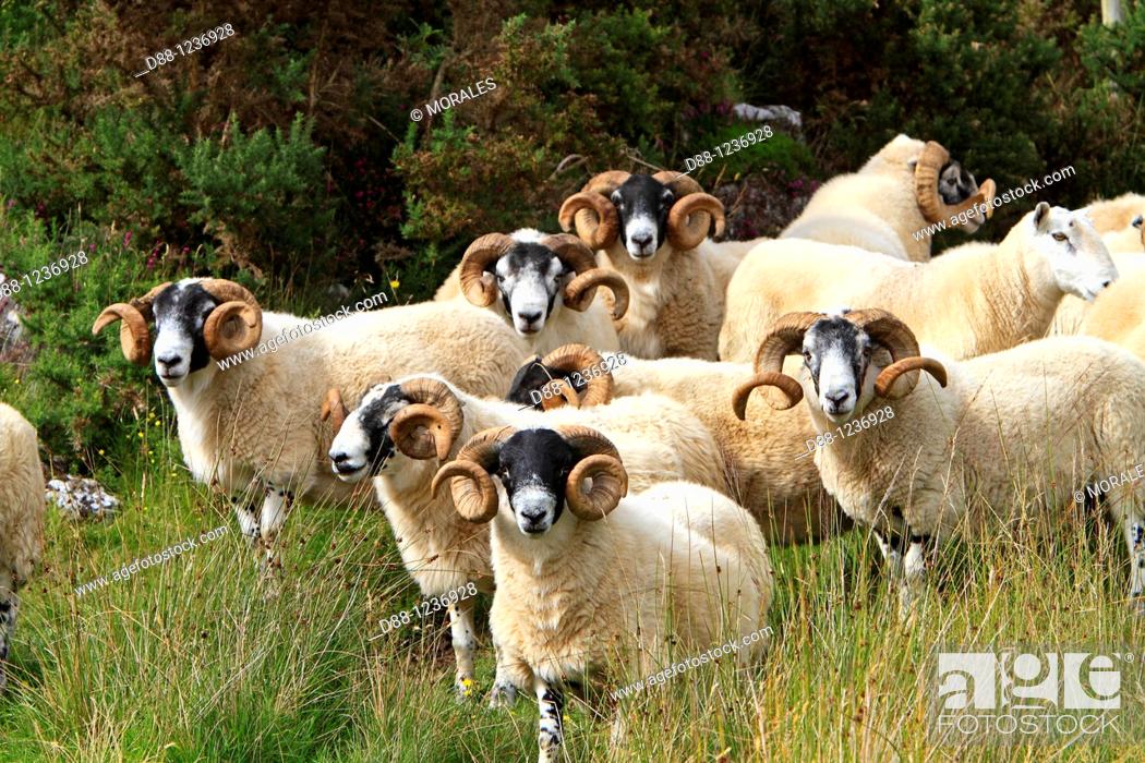 Stock Photo: Blackface  Scottish sheep  Ram Argyll county  Ardnamurchan   Scotlland  Ovis aries  Order Artiodactyla Family: Bovidae.