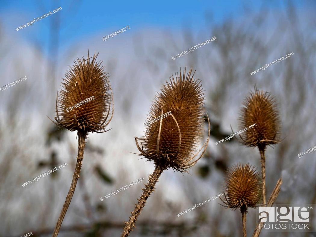 Stock Photo: Closeup of the spiky seed heads of teasel plants, Dipsacus, in winter.