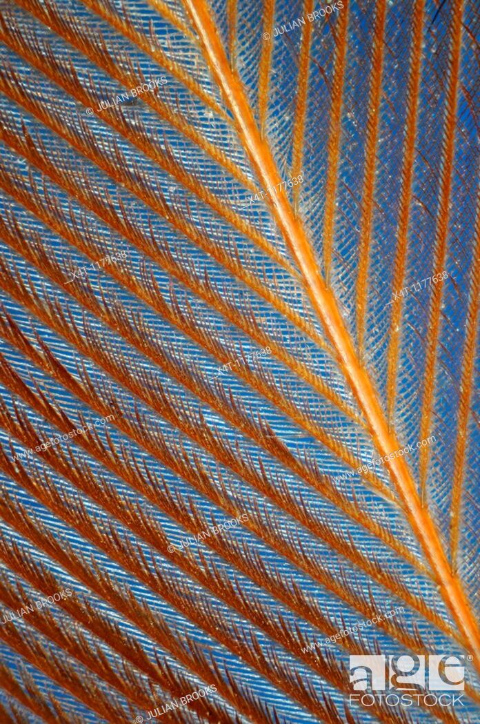Stock Photo: Extreme closeup of a feather chicken against a blue background.