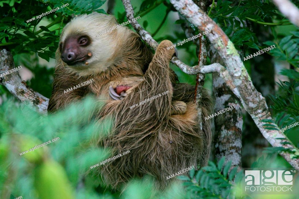 Hoffmann's Two-toed Sloth; Chloloepus hoffmanni; in rainforest canopy;  Panama, Canopy Tower Lodge, Stock Photo, Picture And Rights Managed Image.  Pic. AAM-AAES70651 | agefotostock