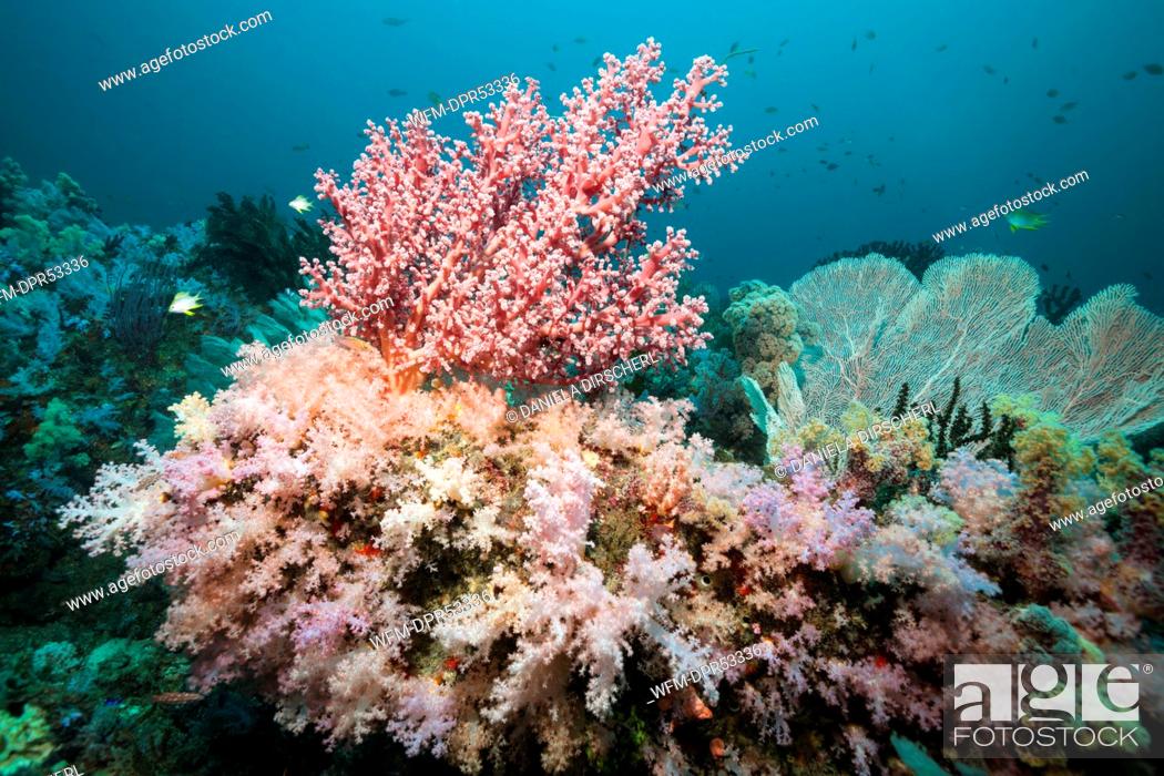 Stock Photo: Reef of colored Soft Corals, Dendronephthya sp., Triton Bay, West Papua, Indonesia.