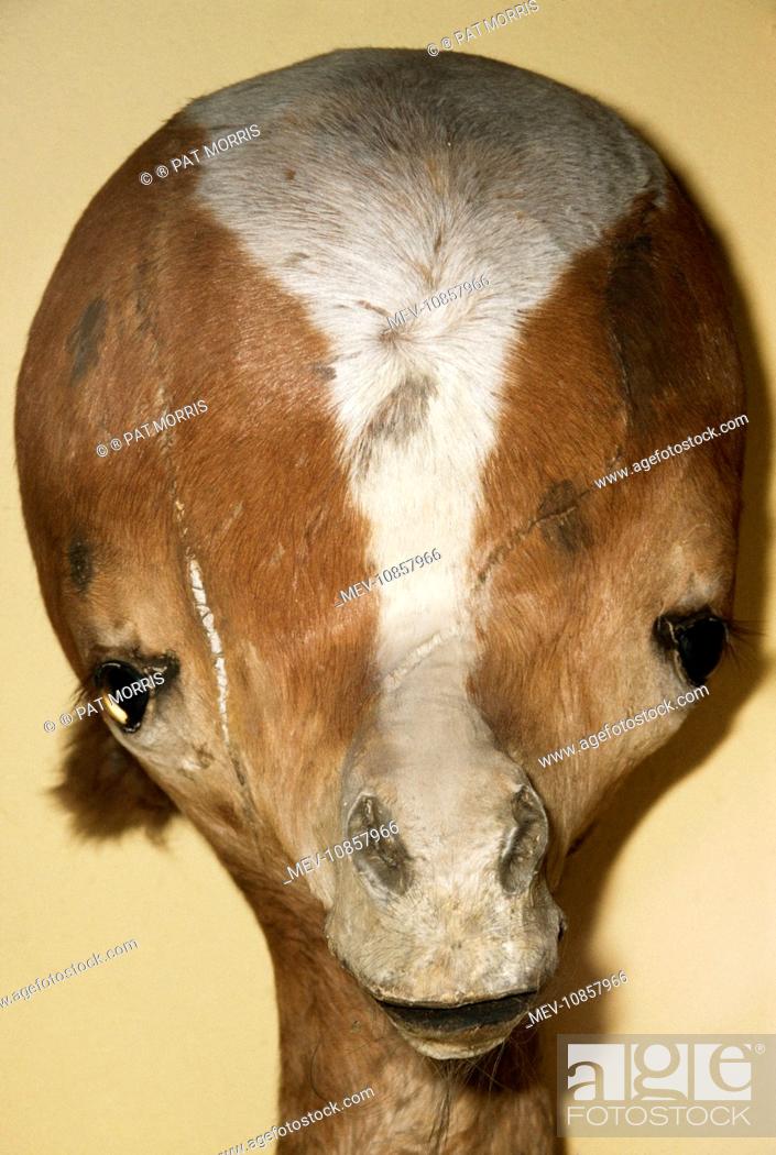 TAXIDERMY - Hydrocephalus calf, Stock Photo, Picture And Rights Managed  Image. Pic. MEV-10857966 | agefotostock