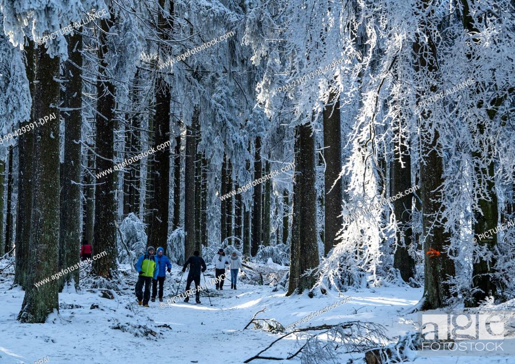 Stock Photo: 13 February 2021, Hessen, Schmitten: Strollers walk under snow-covered trees over the Feldberg in the Taunus. Temperatures drop well below freezing.