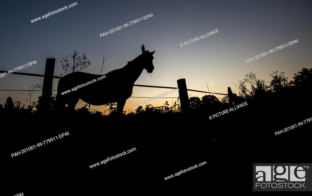 Stock Photo: 01 October 2020, Lower Saxony, Laatzen: A horse is grazing on a paddock on the Leinemasch in the region of Hannover shortly before sunrise.