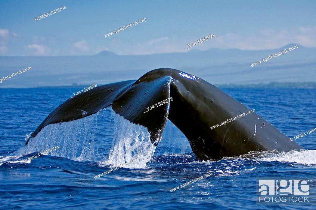 Stock Photo: humpback whale, Megaptera novaeangliae, fluke-up dive, Hawaii, USA, Pacific Ocean.