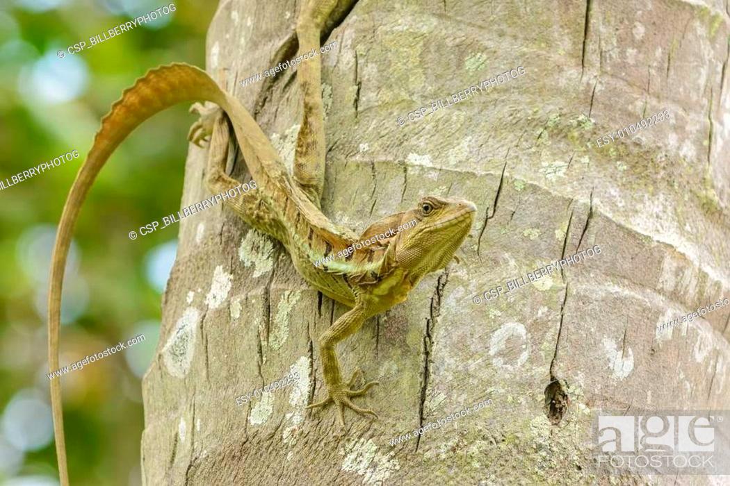 Stock Photo: Jesus Lizard-Basiliscus basiliscus.