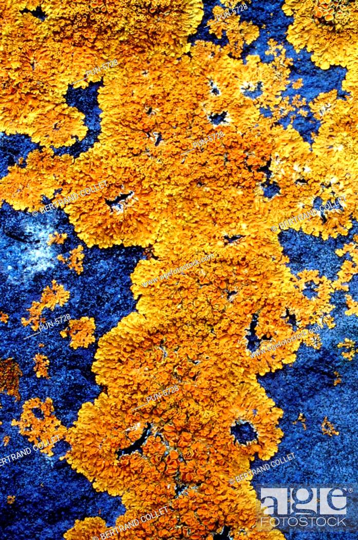 Stock Photo: Close-up of orange lichen on granite rock.