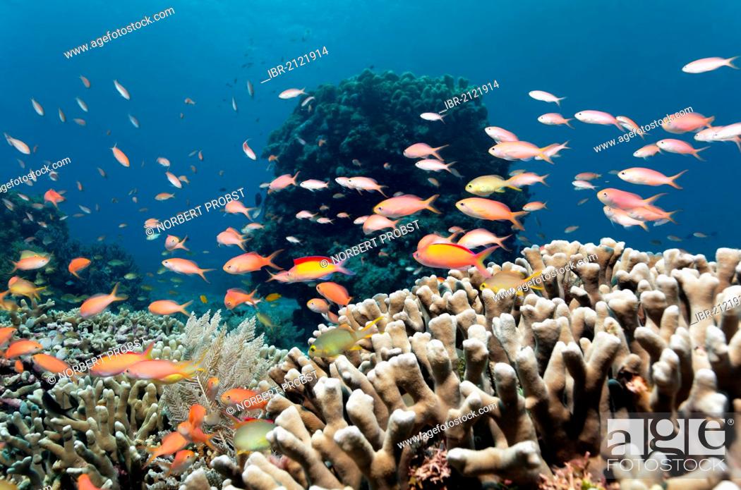 Stock Photo: Different kinds of Fairy Basslets (Pseudanthias sp.) swimming above Finger Coral (Porites attenuata), coral block, coral reef, Great Barrier Reef.