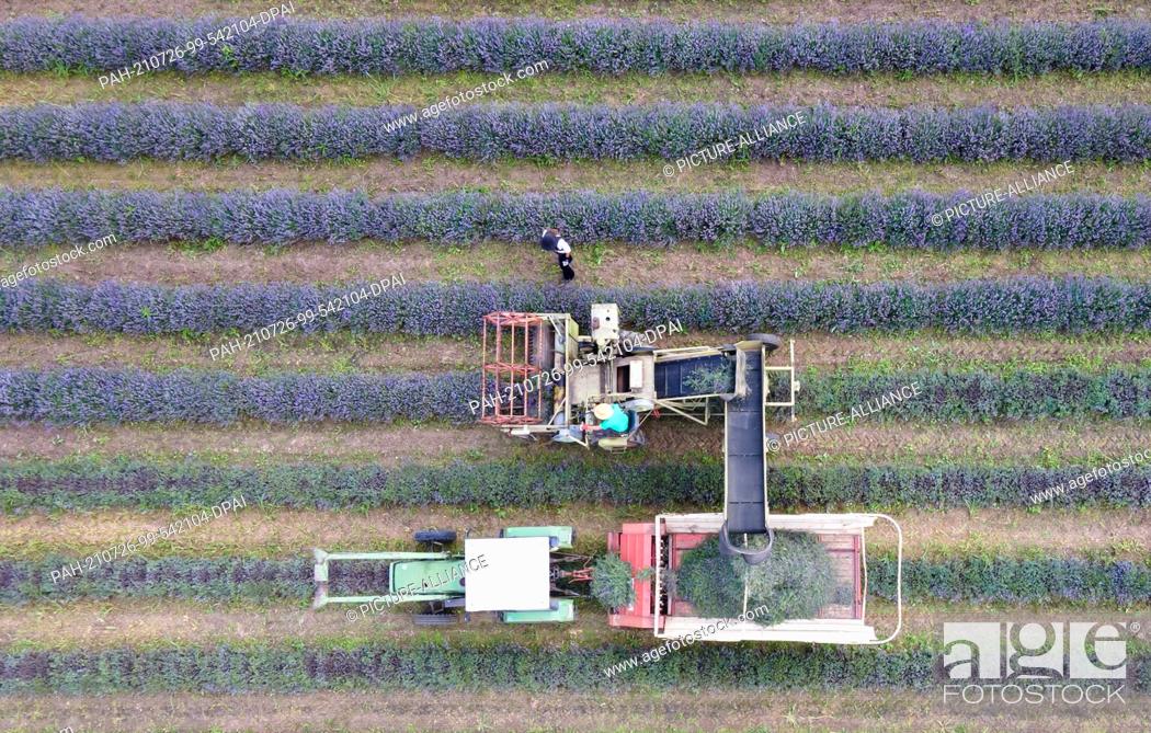 Photo de stock: 26 July 2021, Bavaria, Dorfen: Matthias Tafelmeier, farmer and board member of the Adlstraß community of interest, harvests a lavender field with an older.