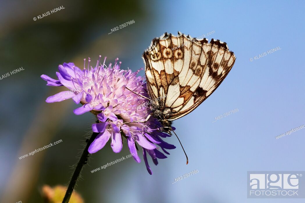 Stock Photo: Marbled White Butterfly Melanargia galathea on Field Scabious Knautia arvensis - Hesselberg region, Bavaria/Germany.