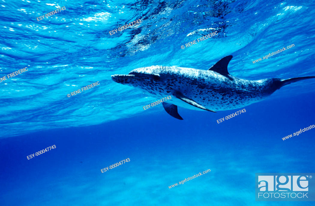 Stock Photo: Atlantic Spotted Dolphin (Stenella plagiodon) swimming.