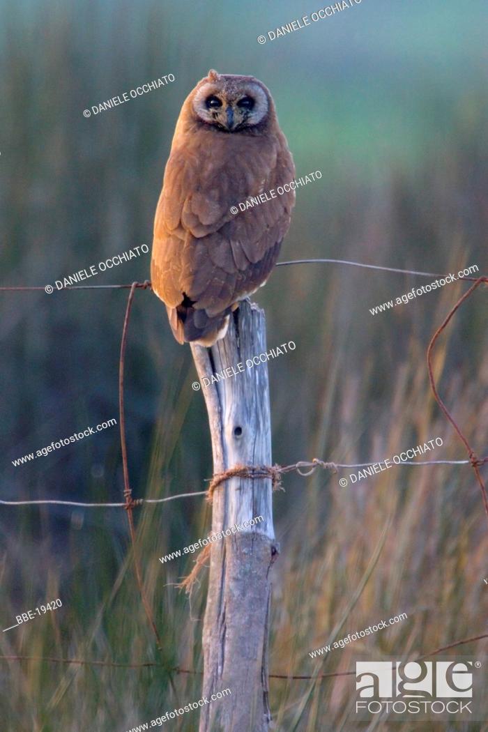 Stock Photo: Marsh Owl (Asio capensis tingitanus).