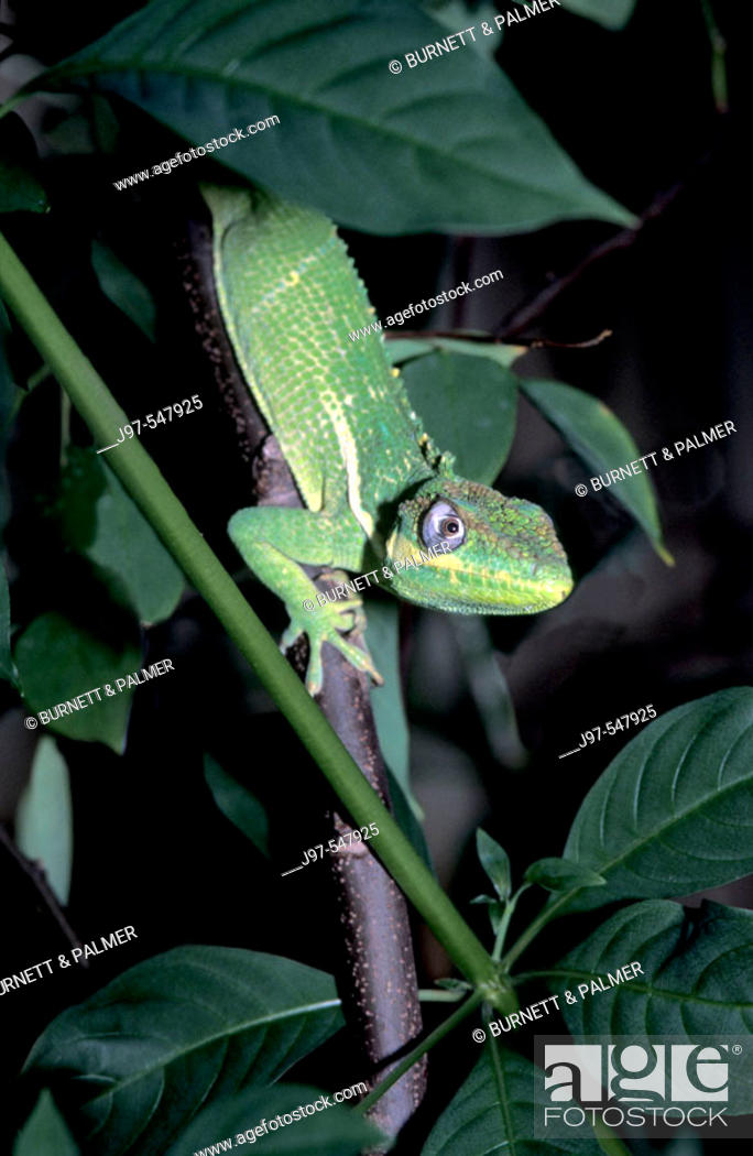 Photo de stock: Vertical image of a seldom seen arboreal reptile Knight Anole (anolis equestris) or Cuban Knight Anole on a carambola fruit tree - Palm Beach, Florida.