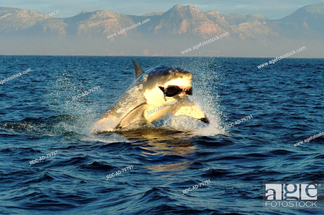 Stock Photo: Great White Shark hunting seal Dyer Island South Africa Carcharodon carcharias.