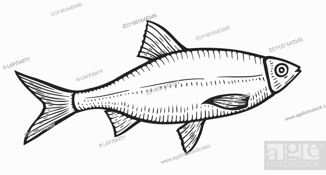 Hand drawn Roach fish cartoon animal sketch illustration. Roach in motion,  Stock Vector, Vector And Low Budget Royalty Free Image. Pic. ESY-051645349  | agefotostock