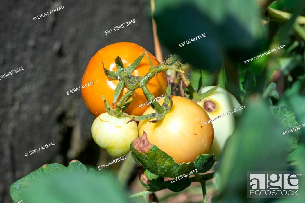 Stock Photo: Home grown Organic Tomato in Backyard Garden.