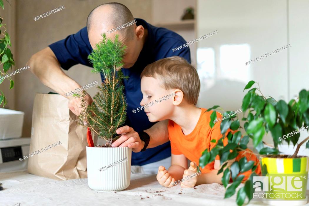 Stock Photo: Curious boy looking at father transplanting Christmas tree in pot.
