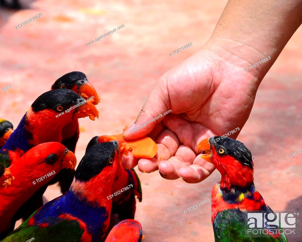 Stock Photo: Birds eating fruit from hand in the zoo.