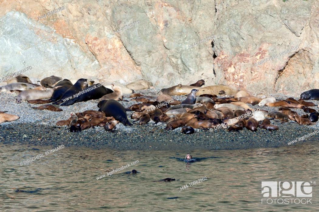 Stock Photo: Colony of Sea Lion, Fur Seal and Elephant Seal, Zalophus californianus, Mirounga angustirostris, Arctocephalus townsendi, Cedros Island, Mexico.