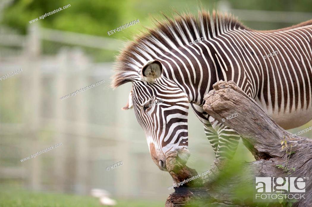 Zebra, like most animals sharpen their teeth by rubbing it against rough  objects, Stock Photo, Picture And Low Budget Royalty Free Image. Pic.  ESY-039304094 | agefotostock