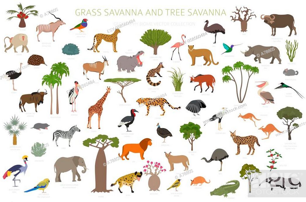 Tree savanna and grass savanna biome, natural region infographic, Stock  Vector, Vector And Low Budget Royalty Free Image. Pic. ESY-058560484 |  agefotostock