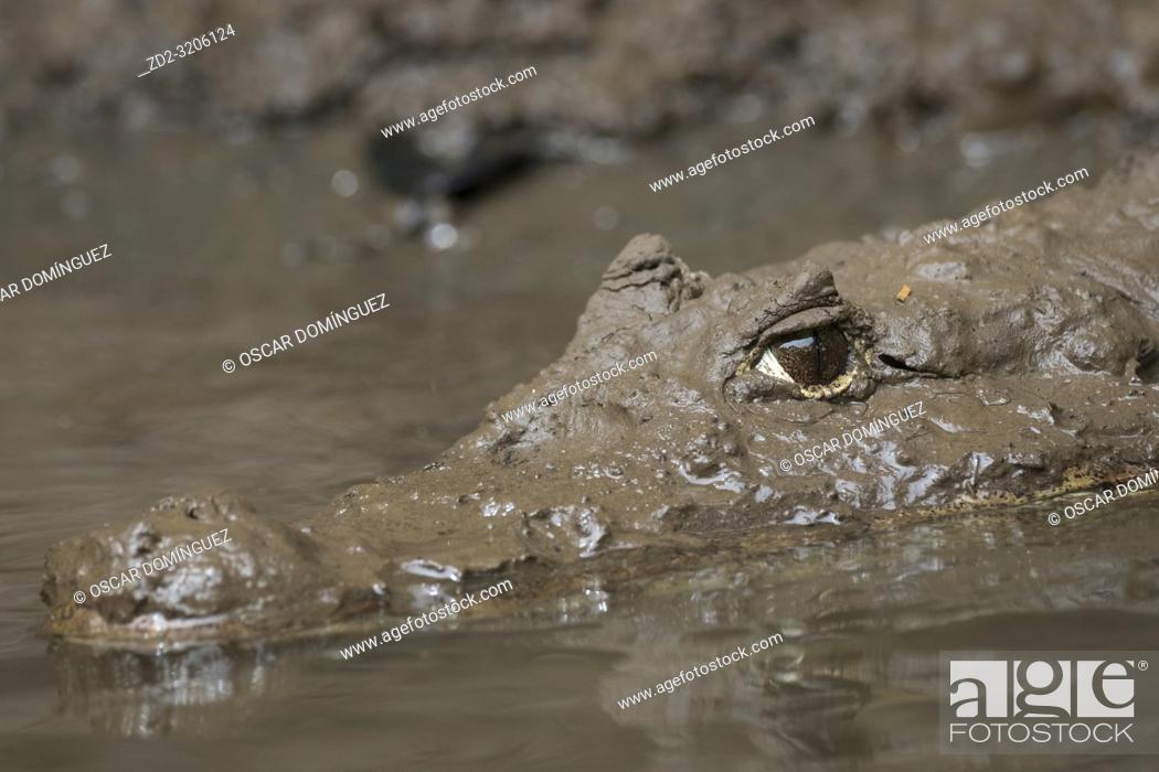 Photo de stock: Spectacled Caiman (Caiman crocodilus) portrait. Puerto Viejo river. Heredia province. Costa Rica.