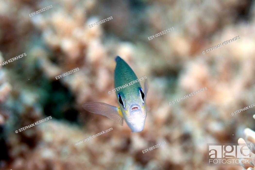 Photo de stock: Arabian chromis chromis flavaxilla in the Red Sea.