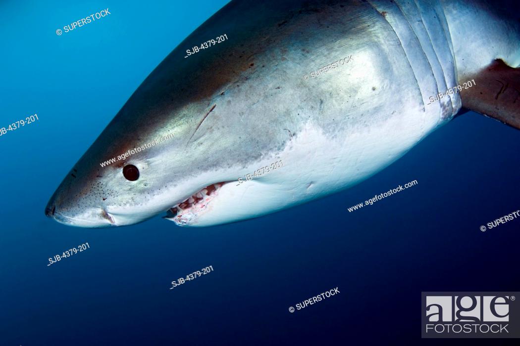 Stock Photo: Great White Shark.