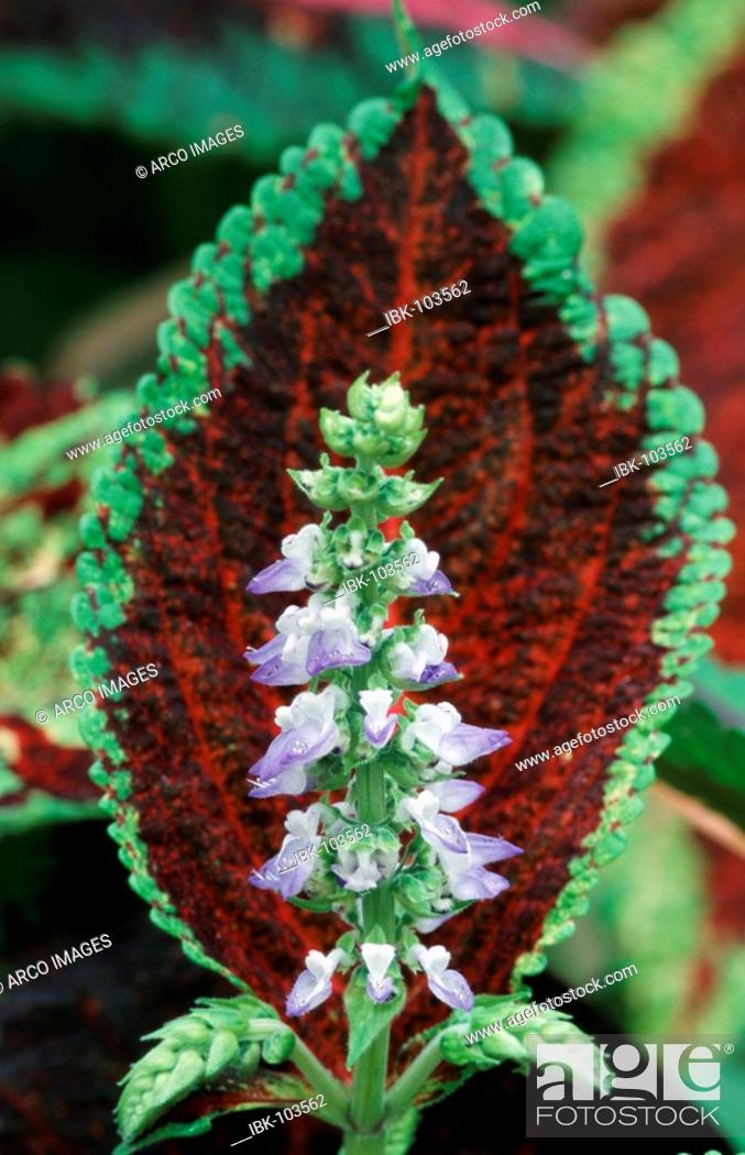 Painted Nettle Coleus Blumei Solenostemon Scutellarioides Stock Photo Picture And Royalty Free Image Pic Ibk 103562 Agefotostock