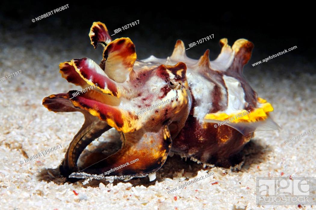 Stock Photo: Colorful Pfeffer's Flamboyant Cuttlefish (Metasepia pfefferi) displaying threatening gesture, Gangga Island, Bangka Islands, North Sulawesi, Indonesia.