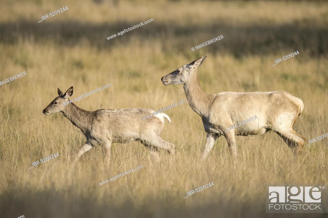 Stock Photo: Red deer (Cervus elaphus) , Female and young, Denmark, Europe.
