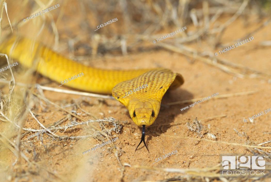 Stock Photo: Cape Cobra (Naja nivea). Hunting and spreading its broad hood. Kalahari Desert, Kgalagadi Transfrontier Park, South Africa.